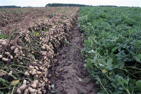 Time Is Right For Planting Peanuts But Soil Temperatures Dont Agree