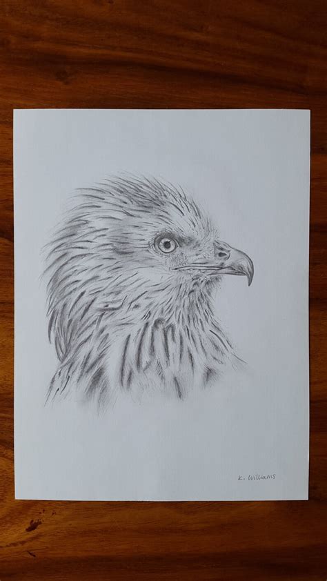 Red Kite Pencil Drawing Original Giclee Print A4 Red Kite Etsy