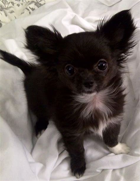 Black And White Long Hair Chihuahua Puppies L2sanpiero