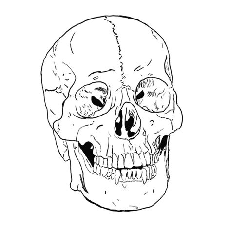 Https://wstravely.com/coloring Page/printable Skull Anatomy Coloring Pages