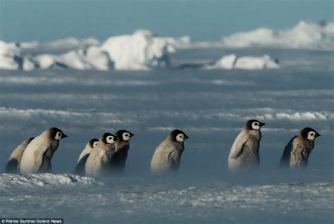 Photos Show 300 Penguins Huddling For Warmth To Survive Antarctic