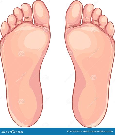 Human Foot Anatomy Navicular Bone Of The Foot Stock Illustration Cartoondealer Com
