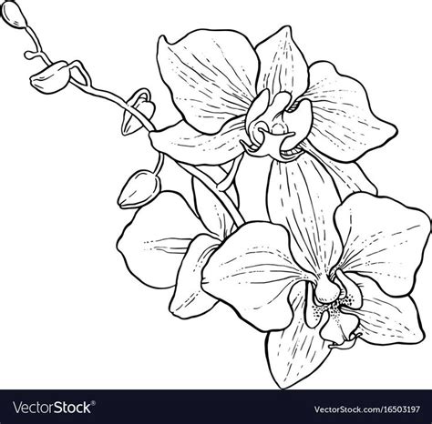 A Drawing Of An Orchid On A White Background