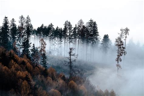 Smoky Forest Beautiful Places And Amazing Nature Pinterest Forests