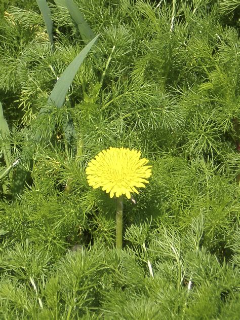 Free Stock Photo 8158 Dandelion And Camomiles Freeimageslive