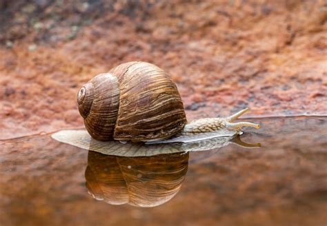 Brown Snail Photo Free Animal Image On Unsplash