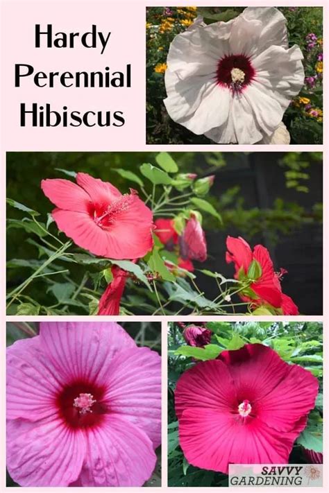 Hardy Hibiscus How To Plant And Grow This Perennial Artofit