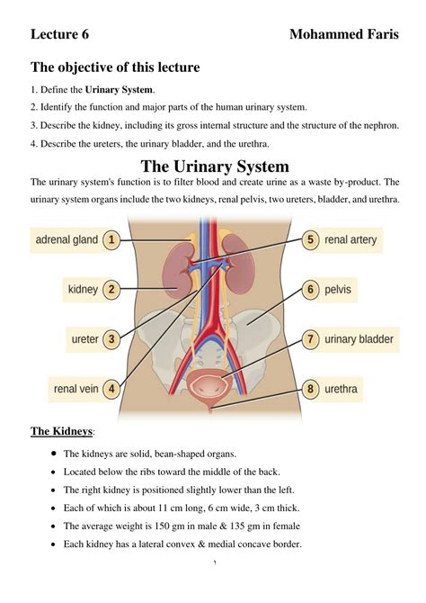 Pdf Anatomy Of The Urinary System