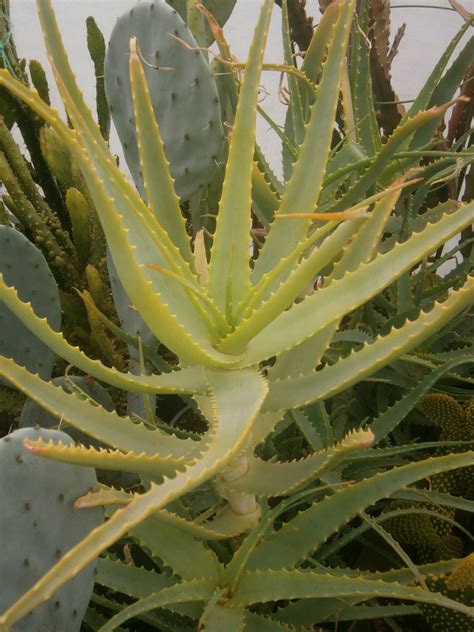 Aloe Arborescens Torch Aloe World Of Succulents Types Of Aloe