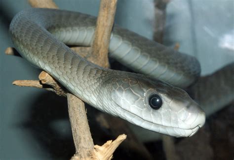 8 Images Black Mamba Facts For Kids And View Alqu Blog
