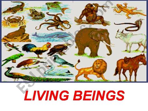 Esl English Powerpoints Living Beings Part 1