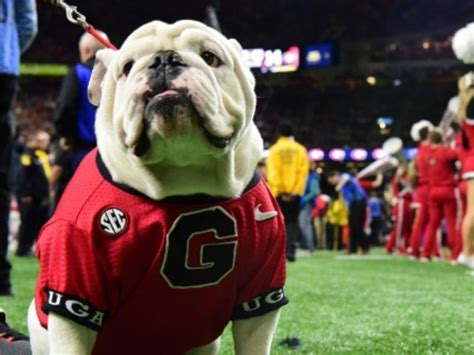 Peta Wants Texas And Georgia To Stop Using Live Animal Mascots After