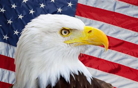 American Eagle Stock Photo Image Of Symbol Soar Eagle 6148478