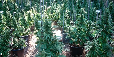 How To Grow Just A Few Cannabis Plants Outside Herb