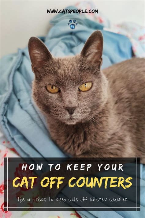 But before we get to that, we will briefly explain why cats love kitchen solution #4: How To Keep Your Cat Off Counters in 2020 | Cat parenting ...