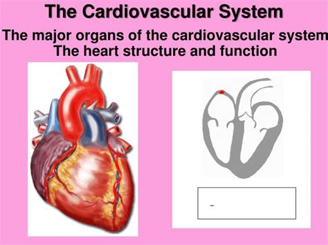 Ppt The Cardiovascular System Powerpoint Presentation Free Download