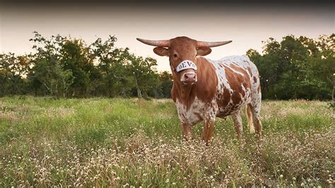 Bevo Bevo University Of Texas Texas Longhorns Farm Animals Mom