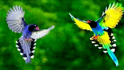 Top 10 Most Beautiful Birds In The World 2019 Most Beautiful Birds On