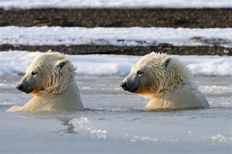 Two Sub Adult Polar Bears Swim In Slush License Image 70421055