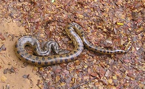 Baby Anaconda Found Near Lodge Heath River Tambopata Nati Flickr