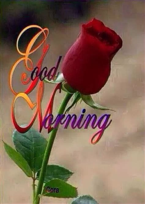 See more ideas about good morning, good morning greetings, good morning images. good-morning-rose-flower-wish-friends-pics-mojly-images ...