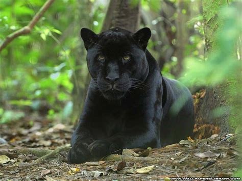 Black Panther Stock Image