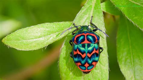 Top 10 Most Beautiful Insects In The World Youtube