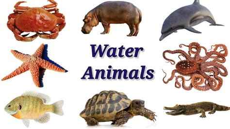 Water Animals Sea Animals Aquatic Animals For Kids Educational