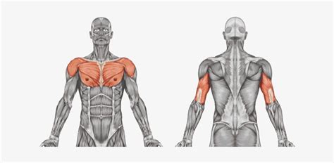 Download Arm Ergometer Muscular System Unlabeled Diagram Hd