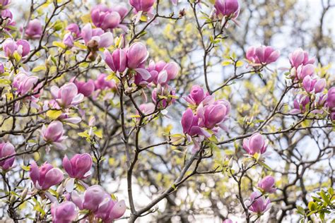 10 Varieties Of Flowering Trees For Your Landscape
