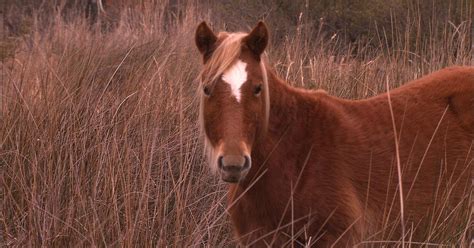 Our State Wild Horses Pbs