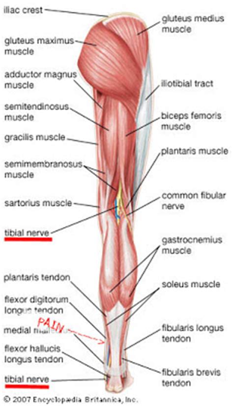 Some of the biggest and most powerful muscles. athenadiaries: September 2008