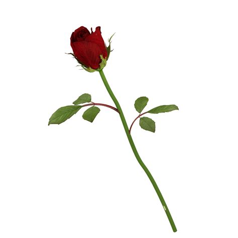 Single Beautiful Red Rose 3D Model Ubicaciondepersonas Cdmx Gob Mx