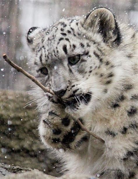 17 Best Images About Baby Snow Leopards On Pinterest Abu Dhabi Baby