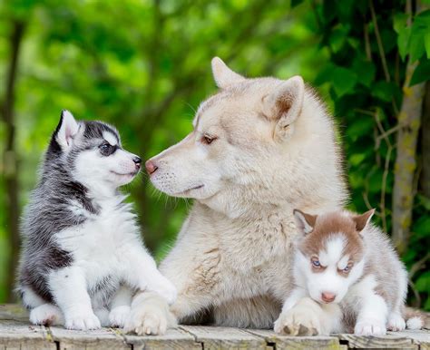 Pictures Of Huskies An Amazing Gallery Of Siberian And Alaskan Dogs