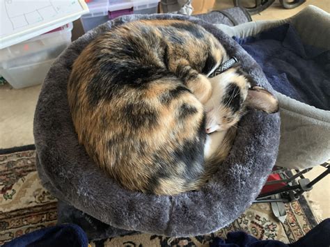 Young tight pussy. She’s a purrfect fit. : r/TIGHTPUSSY