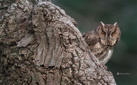 Owl Blending Into Trees Bing Wallpapers Sonu Rai