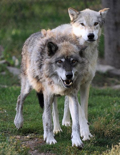 Wolf Pair Photograph By Lee Raine
