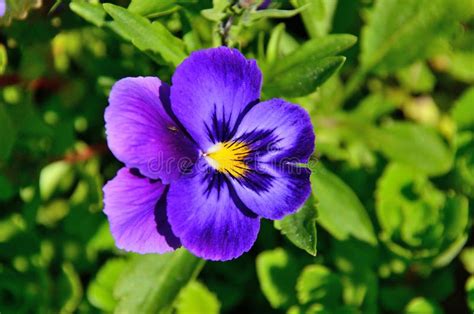 Blue Pansy Stock Photo Image Of Bloom Blue Purple 103797056