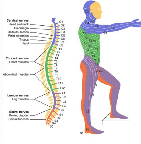 Cervical Spine Nerves Diagram Diagram Examples