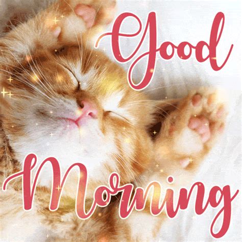 Good Morning Cat Gif
