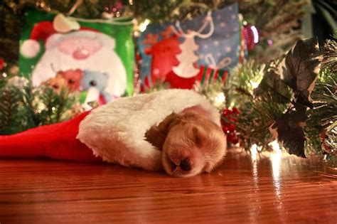 It is harsh selecting dog toys. Dogs Are The Most Beautiful Christmas Gift Ever - Women ...