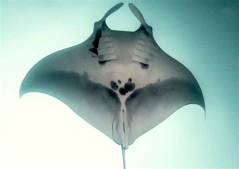 Scientists Discover More Than 22000 Endangered Manta Rays Off Coast Of