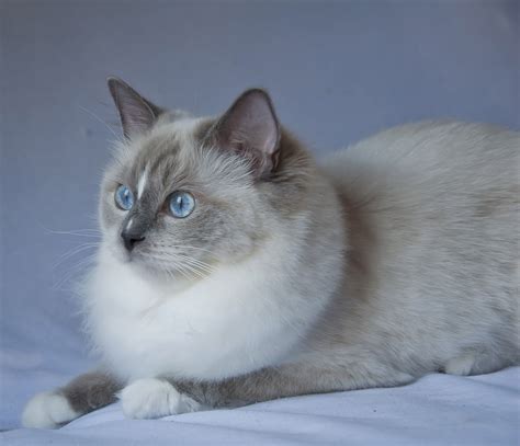 About Maine Coon Cats Ny Blue Point Bicolor Ragdoll
