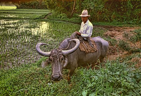 Carabao Photograph By Dennis Brockschmidt Fine Art America