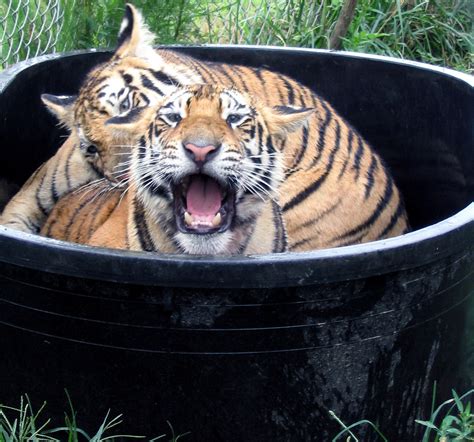 Its Not A Burden Its A Duty Carolina Tiger Rescue