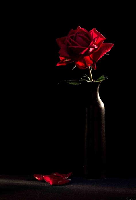 Red And Black Rose Wallpapers Wallpaper Cave