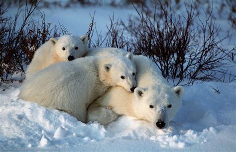 38 Best Happy International Polar Bear Day Images On