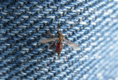 Can Mosquitoes Bite Through Jeans Canzi