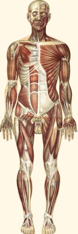 El Sistemas Muscular Concepto Clasificación De Los Músculos